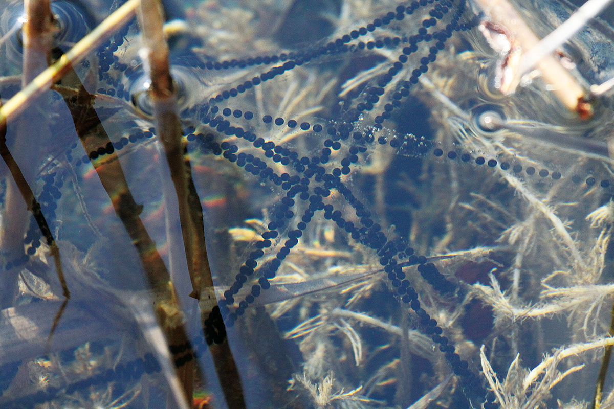 Caratteristici filamenti di uova di rospo al lago Borello di Oulx